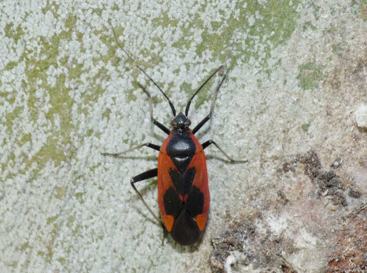 Miridae rosso e nero: Calocoris nemoralis f.confluens